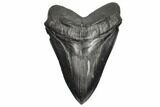 Serrated, Fossil Megalodon Tooth - South Carolina #187681-1